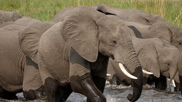 Elefanten lieben Wasser. Sie sind gute Schwimmer und wenn nötig durchquert die gesamte Herde - die Kleinsten eingeschlossen - tiefe und breite Flüsse auf der Suche nach Nahrung. | Bild: BR/NDR/Zorillafilm Grospitz & Westphalen