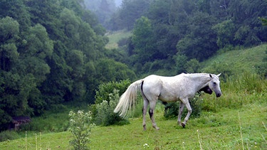Im Rodacher Hügelland sieht man vor allem Pferde, denn in den letzten Jahrzehnten haben Reit- und Fahrsport hier großen Zulauf bekommen. | Bild: BR