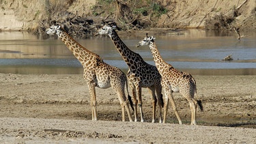 In der Trockenzeit sind die Ufer des Luangwa Flusses in Sambia für die Giraffen und viele andere Tiere die einzige Möglichkeit, ihren Durst zu stillen. | Bild: BR/NDR/Wildside Aquavision Productions
