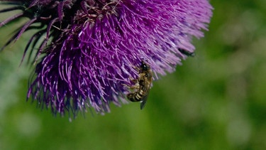 Eine Wildbiene beim Pollensammeln. | Bild: BR/Christoph Castor