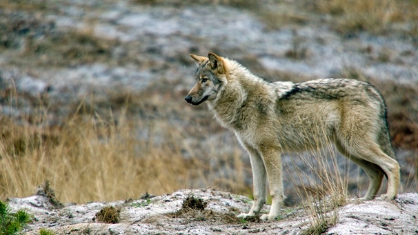 Wolf. | Bild: BR/MDR/corvusfilm/Heribert Schöller