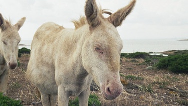 Keiner weiß, woher die weißen Esel von Asinara kommen. Jedenfalls sind sie seit ihrem Erscheinen das Wahrzeichen der kleinen Insel im Nordwesten von Sardinien. | Bild: BR/Andrea Rüthlein
