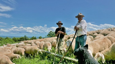 Friedrich und Rainer Belzner führen die Tradition der Schaf-Beweidung am Hesselberg fort. | Bild: BR/Tangram Film International