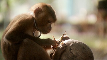 In Thailand sollen Makaken von klein auf lernen, für den Menschen auf hohe Palmen zu klettern und bereitwillig die geernteten Kokosnüsse abzugeben. | Bild: BR