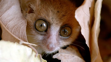 Mausmakis sind die kleinsten aller Lemuren. Den Tag verbringen sie geschützt in einer Baumhöhle. | Bild: BR/DocLights GmbH/NDR/NDR Naturfilm & Blue Planet Film/Michael Riegler