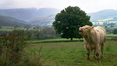 Der Westen Burgunds ist bäuerlich geprägt. Hier leben die Bauern von der Viehzucht - weithin berühmt bei Gourmets sind die Charlois-Rinder. | Bild: BR