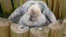 Kaninchen sind sehr scheu und schreckhaft. | Bild: BR/TEXT + BILD Medienproduktion GmbH & Co. KG