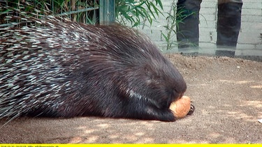 Großes Rätselraten um die Stachelschweine im Opel Zoo Kronberg – niemand weiß ob es Männlein oder Weiblein sind. | Bild: HR