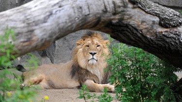 Jungtiere heran zu züchten ist das erklärte Ziel bei der asiatischen Löwengruppe im Tierpark. Doch dafür müsste Raubkatzen-Mann Boris endlich seine Schüchternheit ablegen. | Bild: rbb/Niels Leiser