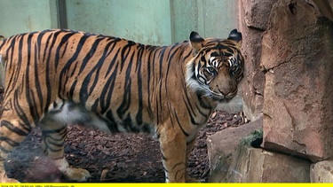 Tigermann Vanni aus dem Frankfurter Zoo ist eine beeindruckende Schönheit. | Bild: HR