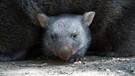 Nachwuchs-Check bei den Wombats: Auch bei den australischen Zoobewohnern gibt es ein Jungtier. Das lebt aber immer noch im Beutel seiner Mutter Maya und steckt nur selten die Nase oder eine Pfote raus. Sylvia Nietfeld möchte wissen, wie es dem Wombat-Baby geht. Mit einem Trick gelingt es ihr, den Mini-Wombat ein klein wenig aus seinem sicheren Beutel-Versteck zu locken. | Bild: NDR/Doclights/Erlebnis-Zoo Hannover