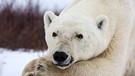 Was machen Eisbären im Sommer? Der Film begleitet Eisbären unterschiedlichen Alters aus verschiedenen sozialen Gruppen durch den arktischen Sommer. Ihre Geschichten verbinden sich zu einem umfassenden Porträt dieser Tiere. | Bild: WDR/Marco Polo Films/Klaus Scheurich