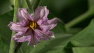 Aubergine (Solanum melongena) - Blüte | Bild: BR