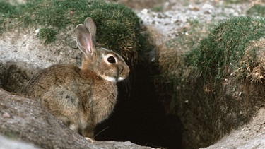 Das Kaninchen lebt im Gegensatz zum größeren Verwandten, dem Hasen, in Erdhöhlen. | Bild: BR/Ego Film/NDR
