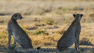 Die Geparden-Geschwister in der Serengeti. | Bild: BR/Udo A. Zimmermann