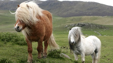 Shetlandponys gehören mit rund einem Meter zu den kleinsten Ponyrassen der Welt. Auf den Shetland Inseln lebten sie fast 2000 Jahre völlig isoliert und wurden als Arbeitspferde geschätzt. | Bild: BR/Grospitz & Westphalen Filmproduktion/NDR