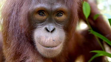 Auf Borneo wird der Lebensraum für Orang-Utans immer kleiner. Ihre Heimat wird für Palmplantagen zerstört. Mütter werden von Wilderer getötet. Die Babys wurden in einer Rettungsstation liebevoll aufgezogen. Hier wird es aber immer enger. Das Ziel ist, dass alle Waisen irgendwann in die Wildnis zurückkehren und frei leben können. Bild: Ein Orang-Utan in der Borneo Orangutan Survival Foundation (BOS). | Bild: BBC/BR/WDR/Andrew Yarmé