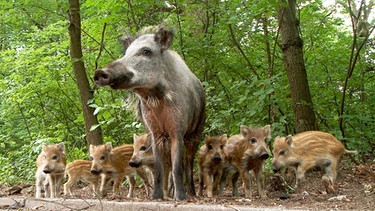Bei den Wildschweinen gibt es eine feste Rangordnung. Die Leit-Bache führt die gesamte Familie an. Keiler, die männlichen Schweine, können bis zu 150kg schwer werden - Säue bis zu 100kg. | Bild: BR/NDR/NDR Naturfilm 2009