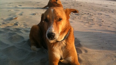 Strandhunde in Goa. | Bild: BR/Andrea Rüthlein