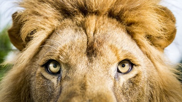 Löwen sind die einzigen Katzen, die in Gruppen leben. Das Rudel gibt ihnen Schutz und im Rudel gehen sie erfolgreich auf die Jagd. | Bild: BBC NHU/BR/NDR/Paul Williams 2017