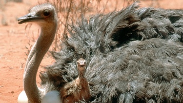 Strauß am Nest mit frisch geschlüpftem Küken. | Bild: BR/MB Naturfilm/NDR