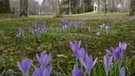 Frühlingserwachen im Stadtpark von Kaufbeuren | Bild: BR/Dr. Michael Zehetmair