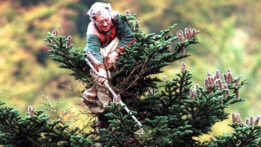 "Vertrauen muss man zum Baum haben, da ist die Angst auch weg!" sagt Johannes Delle, der wohl älteste noch aktive Zapfensteiger Deutschlands. Fast 30 Jahre seines Arbeitslebens hat er in Baumwipfeln verbracht. | Bild: Bild: BR
