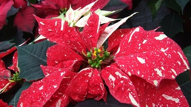 Weihnachtsstern - Euphorbia pulcherima. | Bild: BR