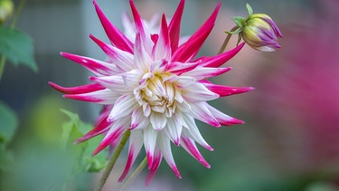 Zweifarbige Blüten | Bild: Picture alliance/dpa