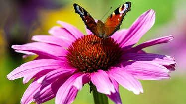 Echinacea Blüte mit Pfauenauge | Bild: Picture alliance/dpa