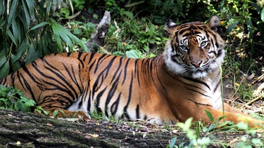 Tiger Carlos ist unzufrieden. Er darf nicht in das Gehege von Tigerin Dumai, denn momentan ist Tigernachwuchs unerwünscht. | Bild: BR/SWR/Jens Klinger