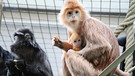 Große Freude im Affenhaus: Die Haubenlanguren haben seit sieben Jahren zum ersten Mal wieder ein Baby. | Bild: SWR/Christian Neumann