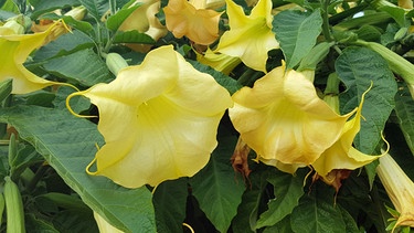Pflanze mit großen, gelben Blüien | Bild: Picture alliance/dpa