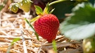 Erdbeeren in Plantage | Bild: Picture alliance/dpa