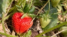 Reife und unreife Früchte | Bild: Picture alliance/dpa