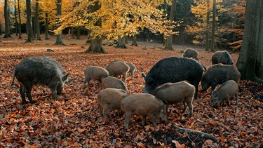 In den weiten Buchenwäldern des Teutoburger Waldes finden große Rotten von Wildschweinen ausreichend Nahrung. | Bild: BR/NDR/NDR Naturfilm 2007/Günter Goldmann