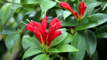 Rote Blüten | Bild: Picture alliance/dpa