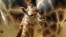 Giraffenbaby Kabale, aus dem Kronberger Opel-Zoo. | Bild: HR/Antje Mergel