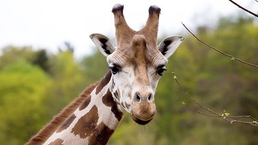 Giraffen - Die Riesen mit den sanften Augen: Kopf einer Giraffe | Bild: colourbox.com