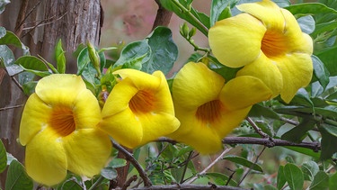 Goldene Blüten | Bild: Picture alliance/dpa