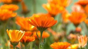 Viele Blüten der Ringelblume | Bild: Picture alliance/dpa