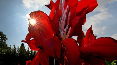 Rote Blüten | Bild: Picture alliance/dpa