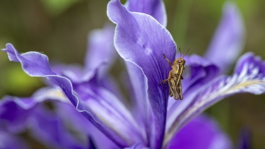 Offene Blüte | Bild: Picture alliance/dpa