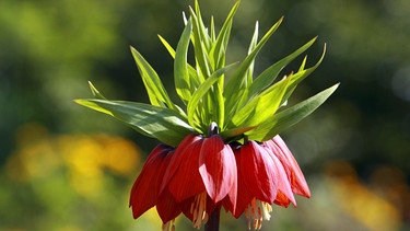 prächtige Blüte einer Kaiserkrone | Bild: picture Alliance/dpa