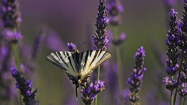 Lavendel mit Segelfalter | Bild: Picture alliance/dpa