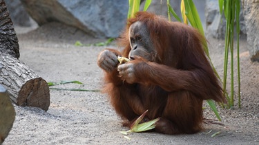 Neues Terrain: Orang-Utan Weibchen Conny erkundet zum ersten Mal die große Außenanlage. | Bild: BR/Doclights GmbH 2017/NDR