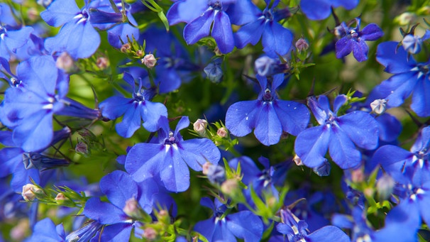Gruppe blauer Blüten | Bild: Picture alliance/dpa