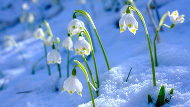 Weiße Blüten im Schnee | Bild: Picture alliance/dpa