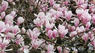 Mit vielen blaßrosa Blüten | Bild: Picture alliance/dpa