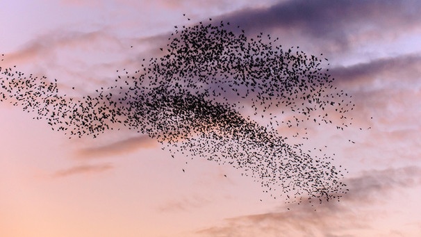 Die Schwarmintelligenz / Vogelschwarm, Stare am Abendhimmel | Bild: picture-alliance/dpa